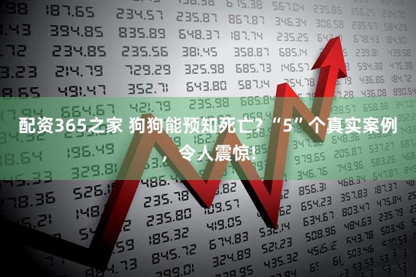 配资365之家 狗狗能预知死亡? “5”个真实案例，令人震惊!