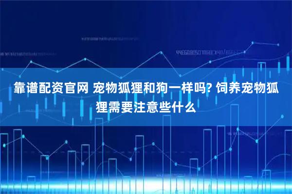 靠谱配资官网 宠物狐狸和狗一样吗? 饲养宠物狐狸需要注意些什么